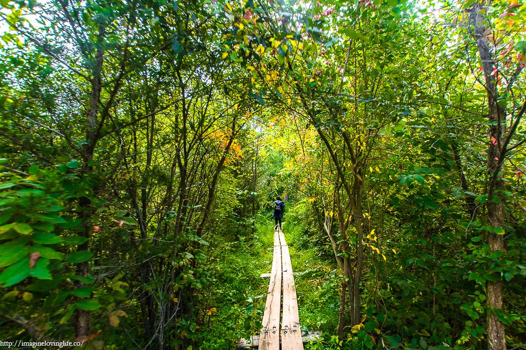 pochuck boardwalk tree tunnels